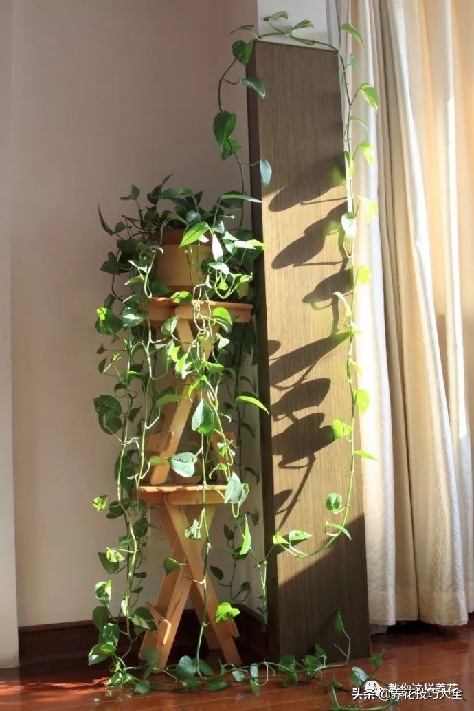 爬墙花卉哪些最好养一年四季,爬墙最好养的十种花