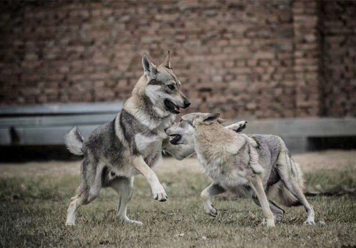 主人听见狗叫后推窗,却看见院中竟有两匹狼,报警后才知其身份