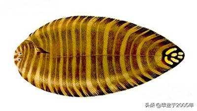 辽宁的水产品有哪些,辽宁常见的鱼