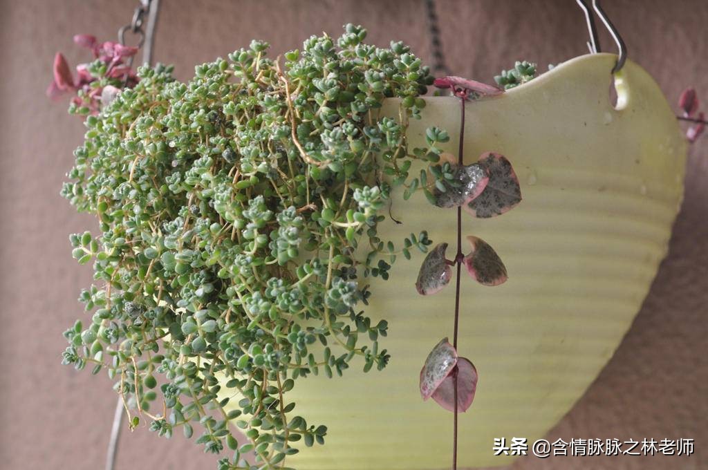 家里植物长得不好有什么说法,家里什么植物都养不好是什么原因