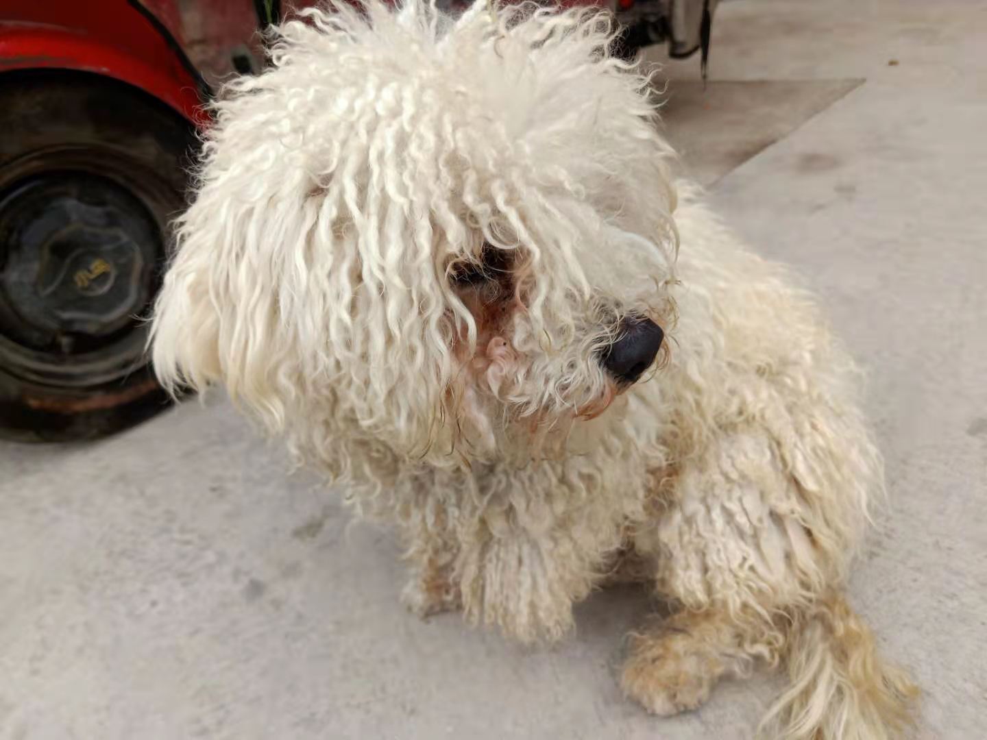 饭店里客人喂狗,女生喂了一只流浪狗