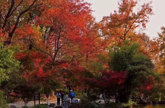 南京枫叶栖霞山什么时候看好看,南京栖霞山几月最红