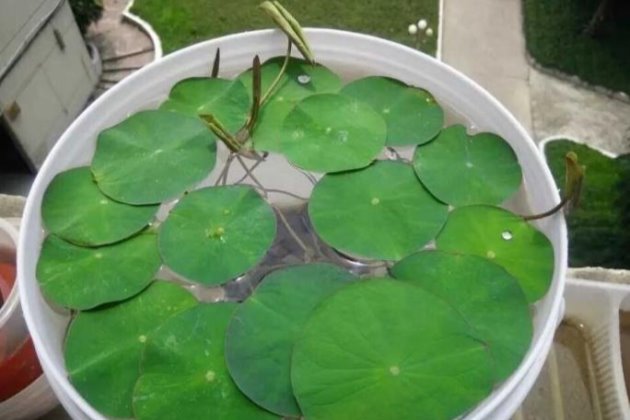 碗莲种子怎么种教程,碗莲种子怎样种植全过程