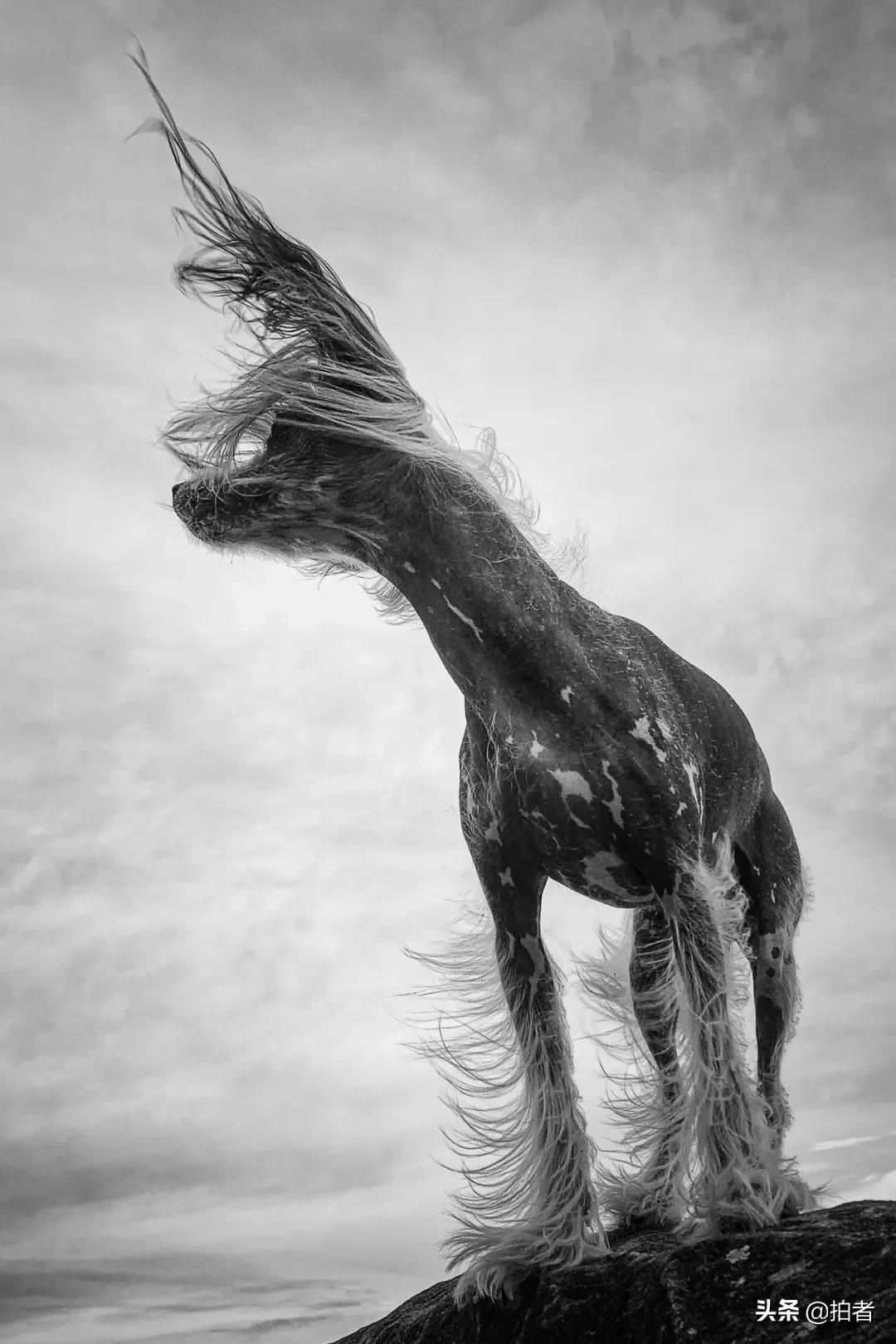 手机摄影天花板机型,手机摄影爱生活