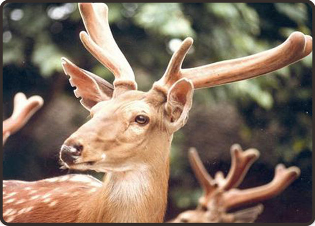 带鹿茸人参的补肾壮阳中成药,补肾壮阳鹿茸中药泡酒怎样配药