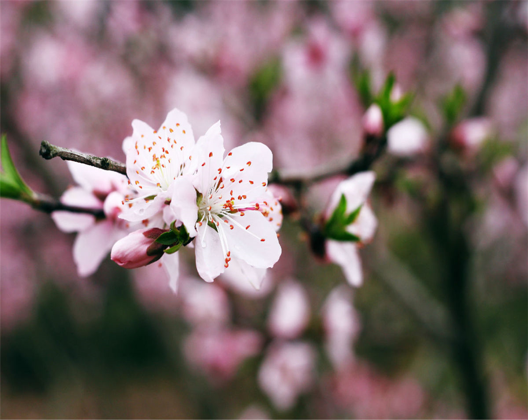 桃花盆栽养殖难？掌握好这几点，桃花盆栽的养殖不再困难！