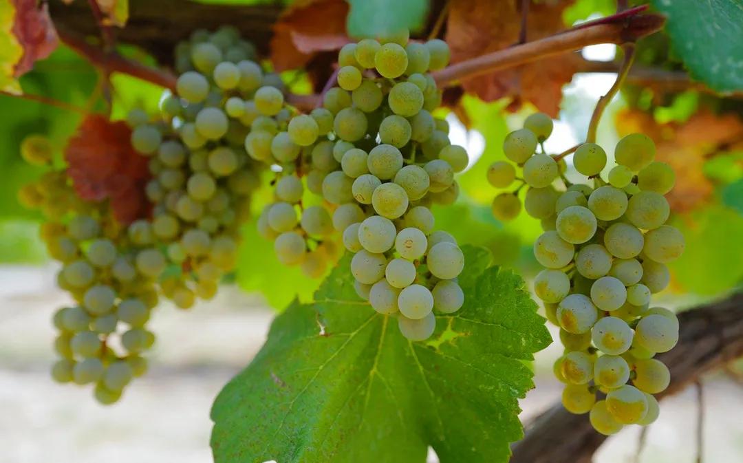 秋天银川旅游线路推荐,银川的秋天