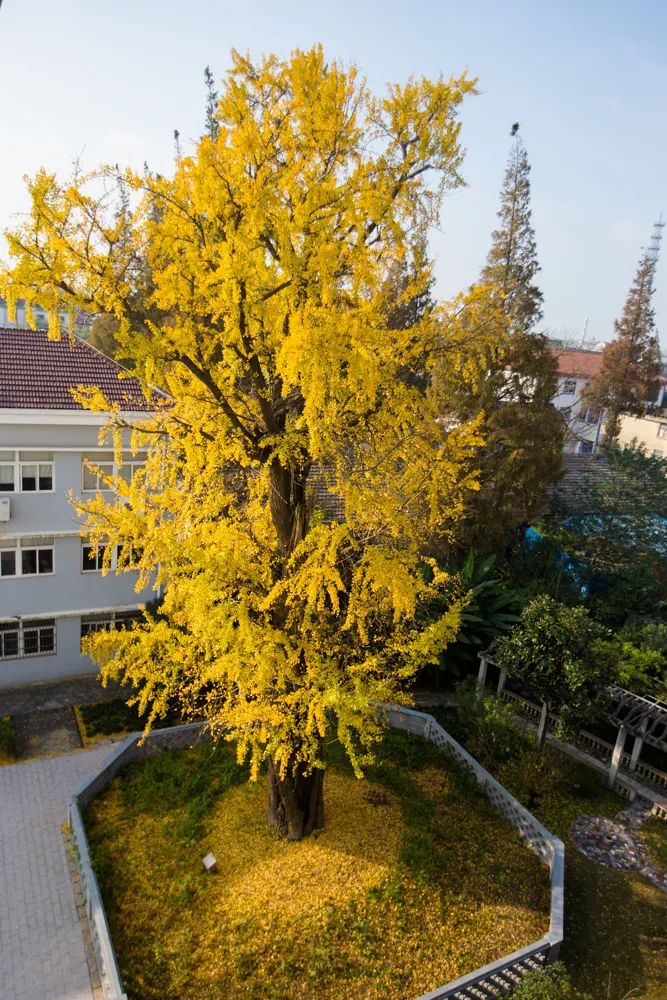 深秋回暖，安排！沪上各区的深秋美景，你准备好打卡了吗？