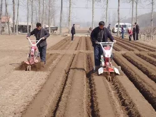 种姜怎么种产量更高,春耕进行时农村种姜