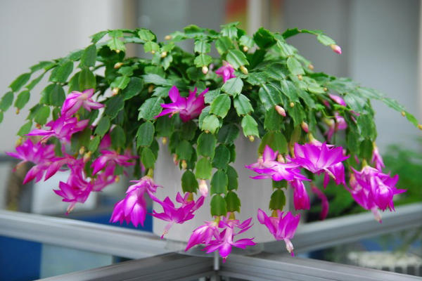 蟹爪兰和螃蟹爪一样吗,蟹爪兰叶子细长