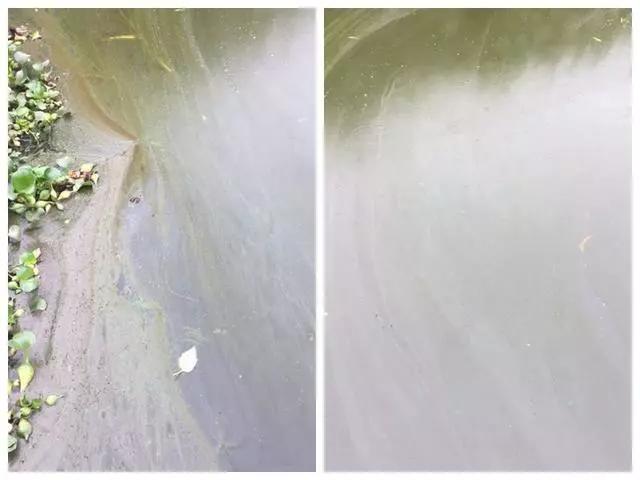 对虾肠炎后吃料慢处理方法,对虾吃料慢肠道变细怎么办