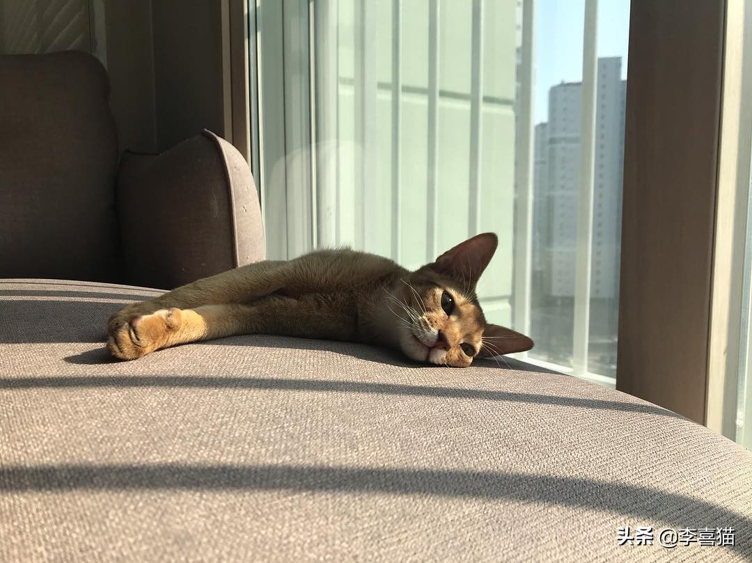 猫咪是只吃猫粮吗,猫咪是肉食动物为什么不攻击人类