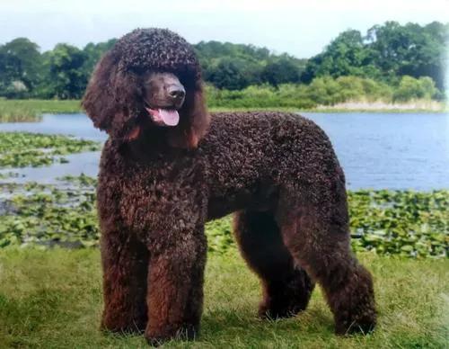 每日一狗阿拉斯加犬视频,爱尔兰水猎犬品种大全