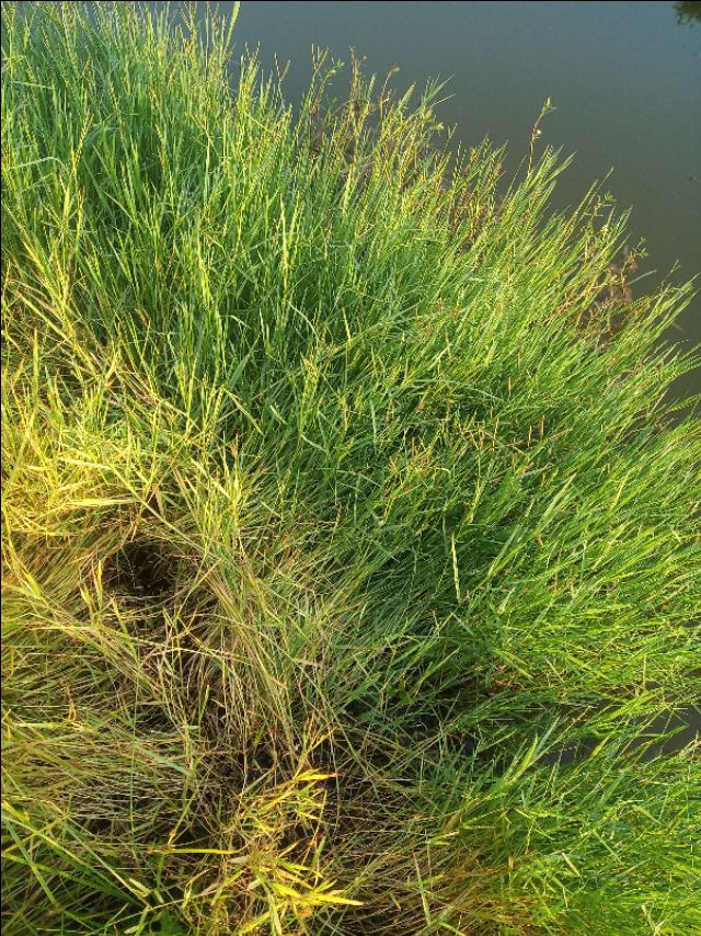 小龙虾洞一般几只龙虾,小龙虾辟谣