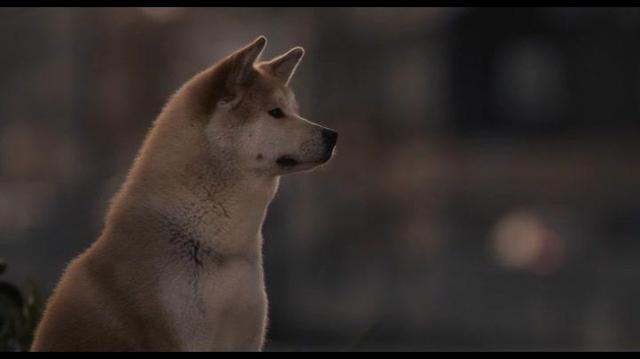 怎么能从宠物去世的悲伤中走出来,如果有一天宠物离开了该怎么办