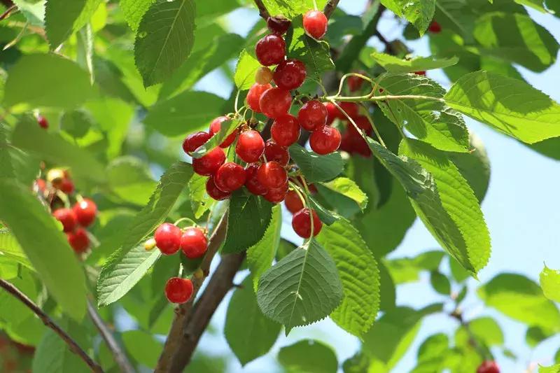 周末带娃摘草莓的一天,周末带孩子采摘去哪玩推荐
