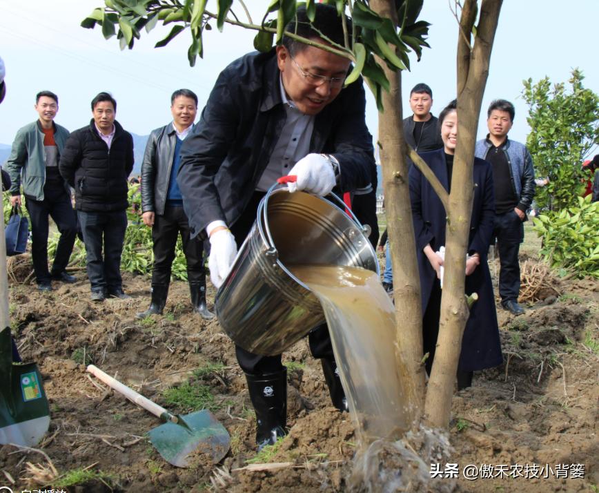果树不能浇水的原因,果树出花芽可以浇水吗