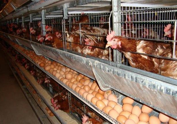 猪流行性腹泻用中药怎么治,养猪换料拉肚子怎么办