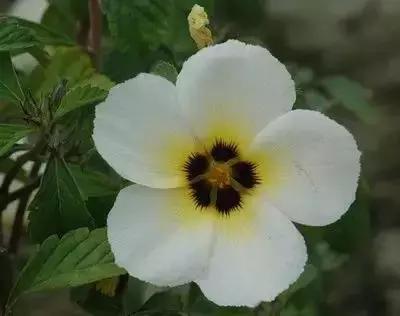 100种花的英文和花语是什么,100种花的花语以及送花礼仪分享