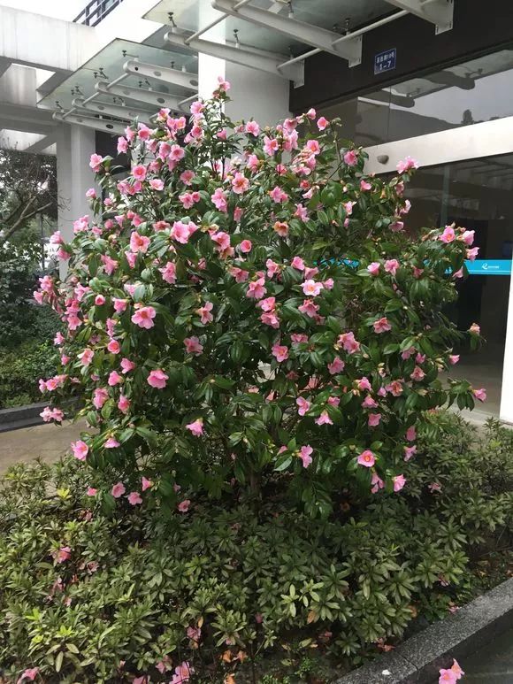 花土碱性大的原因和解决方法,花土是深层土好还是浅层土好