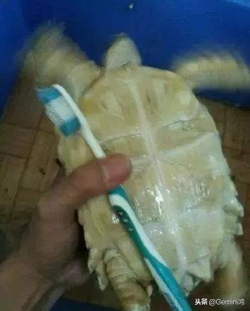 文玩小乌龟,文玩乌龟代表什么