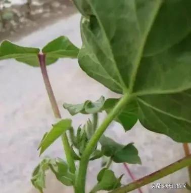 温度上升，棉花长势较快，该如何化控和管理？