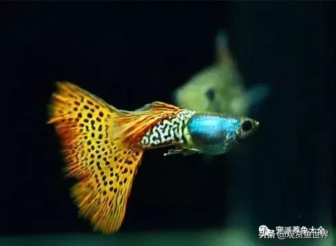 15个孔雀鱼品系图鉴绝美版,15个孔雀鱼品系图鉴