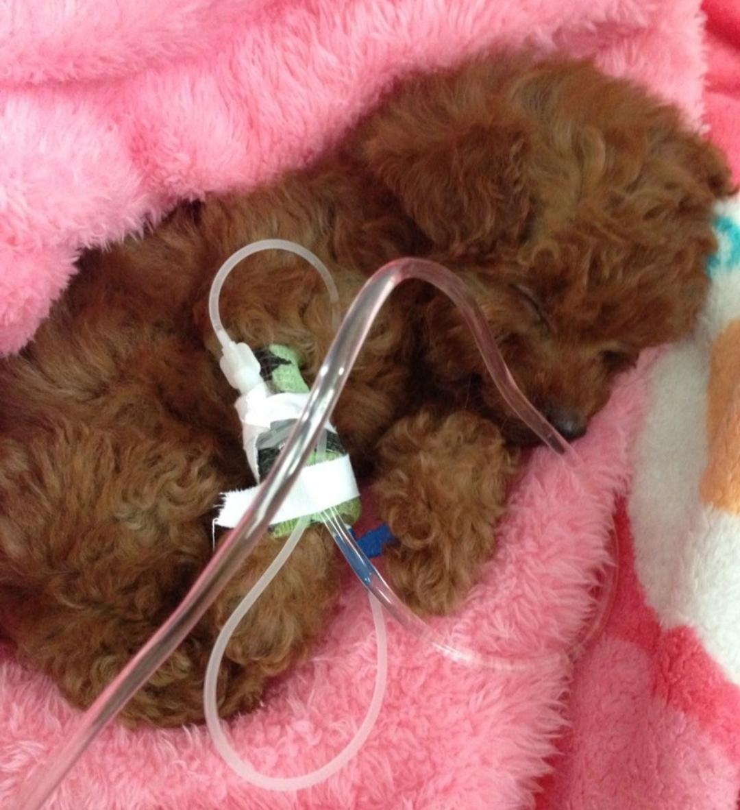 狗狗拉稀呕吐去医院做什么检查,狗狗拉稀报告