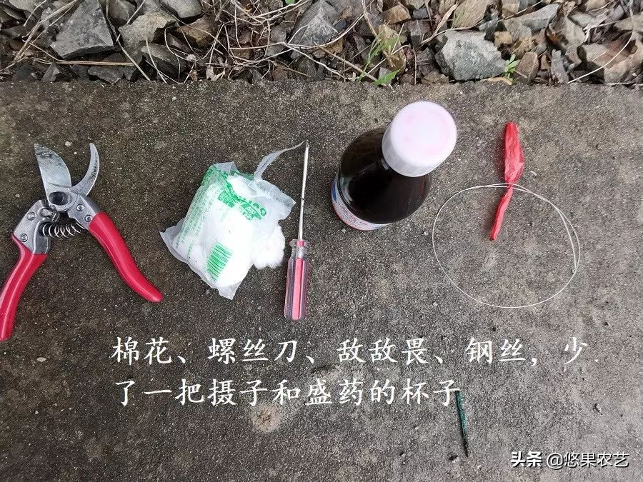 柑橘天牛防治可以管多长时间,柑橘天牛危害时间