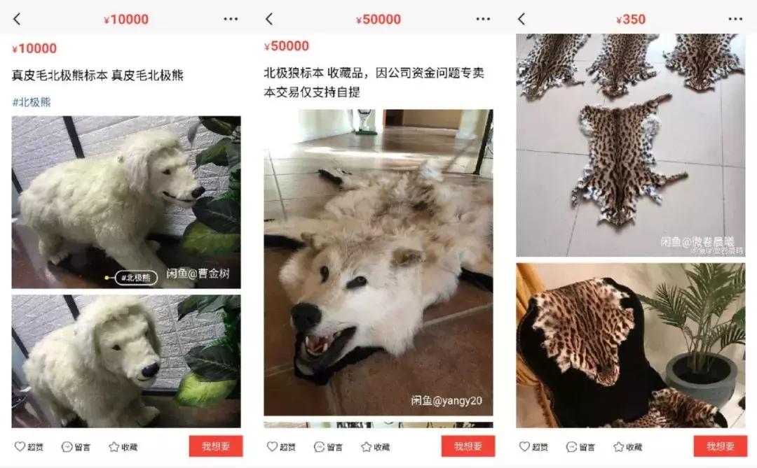 卖女性*裤内**、活体动物、京牌出租,咸鱼的路子有多野