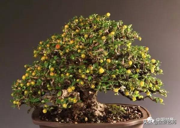 推荐36种好养的盆景植物,茶桌上养什么盆景植物