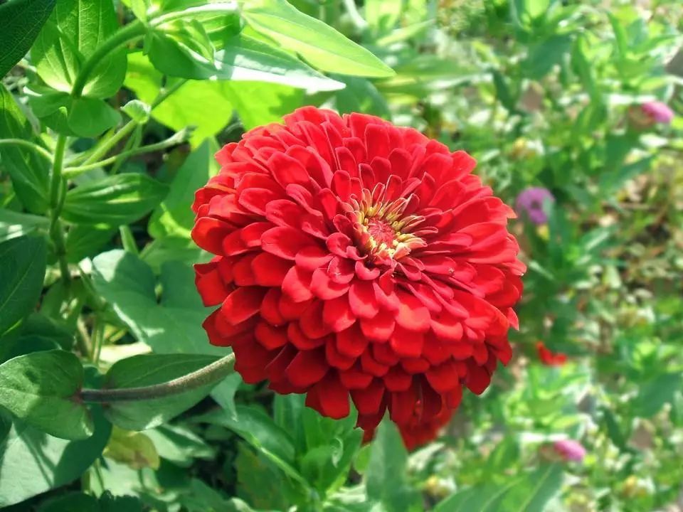 世界各国国花国树大全,世界地图及各国国花