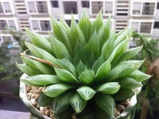 多肉植物好养又容易开花,长相怪异的9种多肉植物