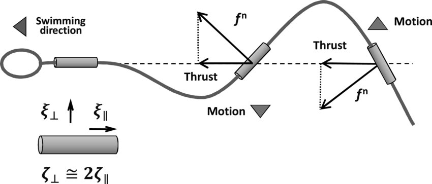 鱼为什么会游泳动画片,鱼为什么会游泳解说