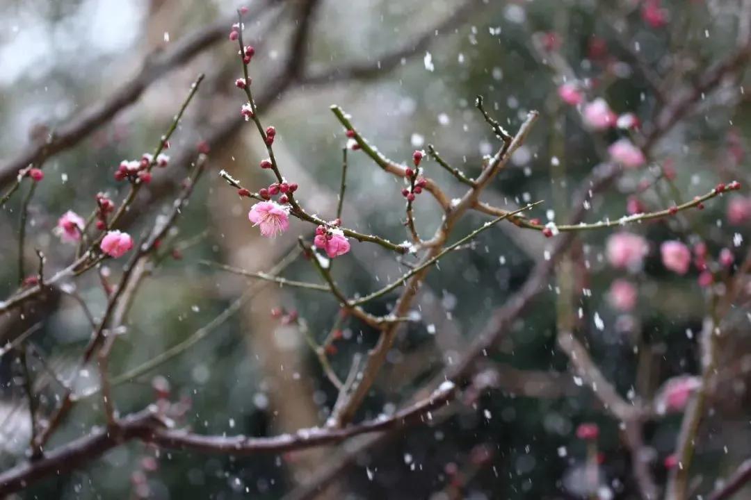 拍梅花技术的技巧和方法,拍梅花的最佳方法