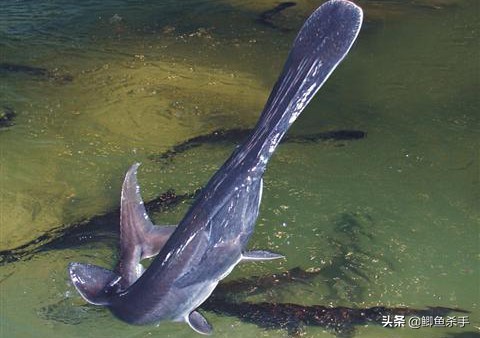 3亿年前的鸭嘴鱼,三亿年前鸭嘴鱼