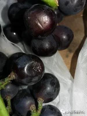 在网上买水果有哪些坑,在网上买水果划算吗