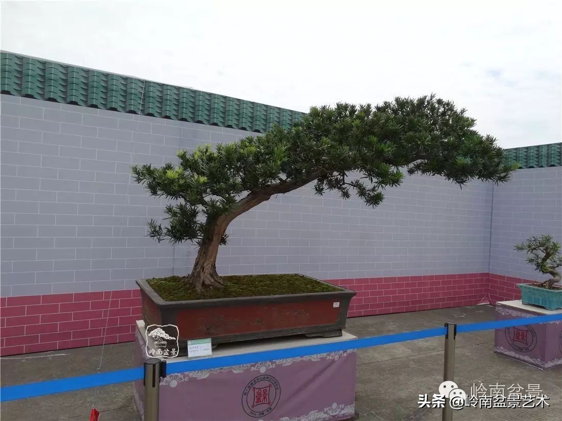 罗汉松盆景开运招财，非其莫属！清风雅韵，当之无愧！