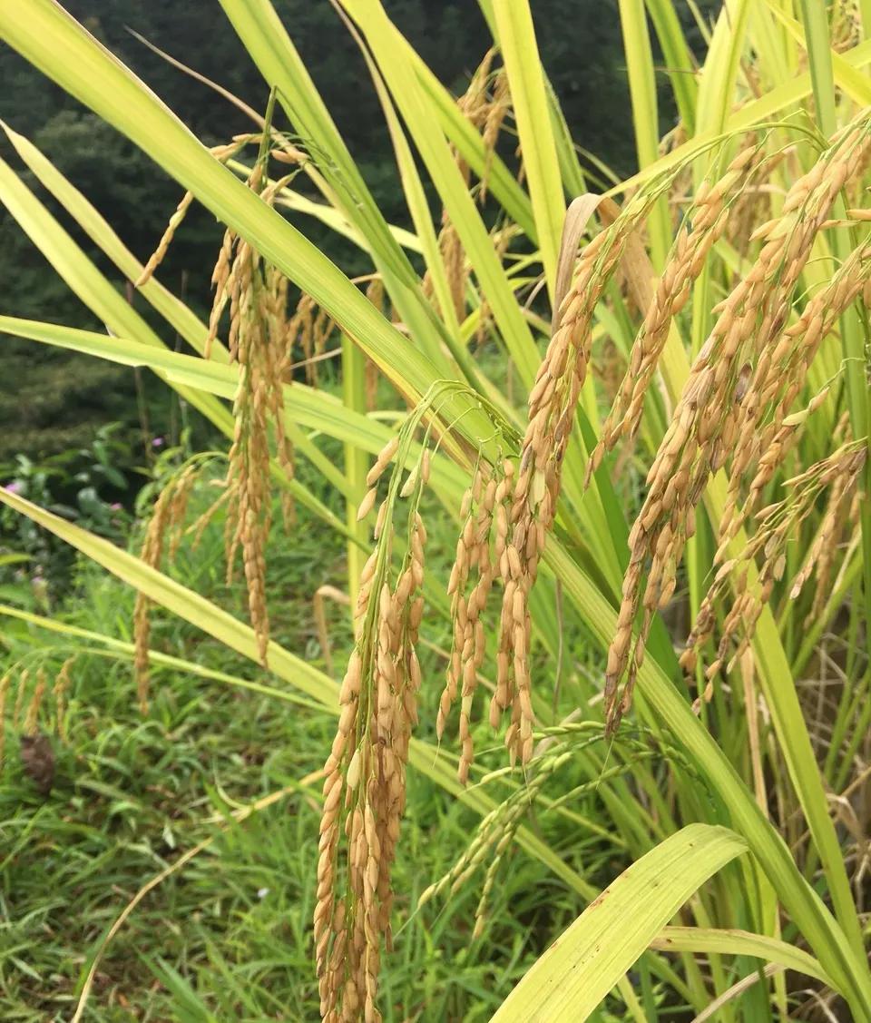 稻田养鱼生意如何做才好,稻田养鱼收入有哪些方面