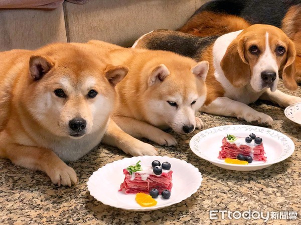 柴被念完突消失！　爸找半天发现它塞鱼缸自关禁闭笑翻