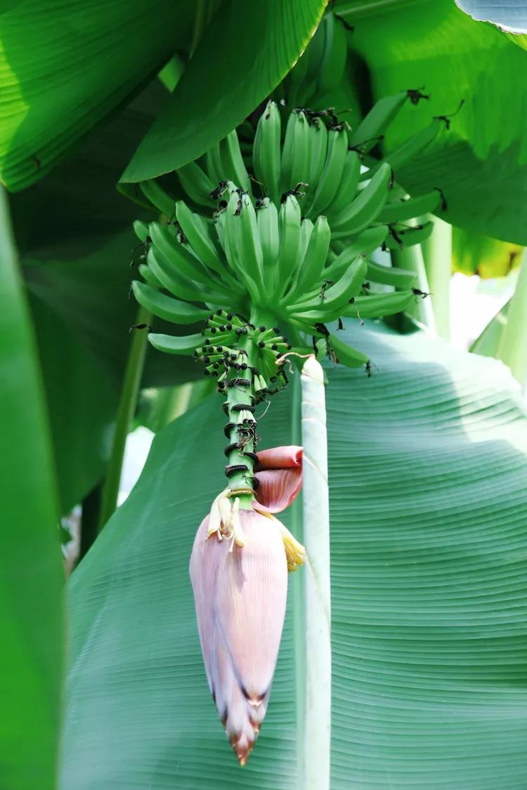 单反快速入门索尼,单反自动挡是哪个