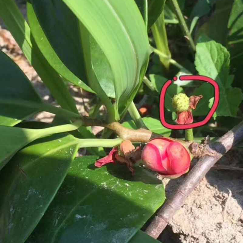 黑老虎布福娜有籽吗,黑老虎布福娜15年苗