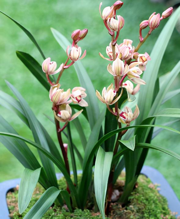 新手养莲瓣兰花,新手养兰选择什么品种的兰花好