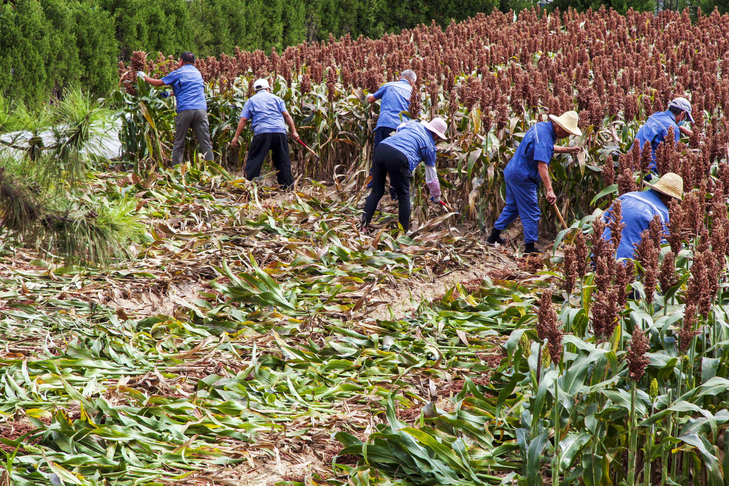 五坛八庙有先农坛吗,北京五坛先农坛