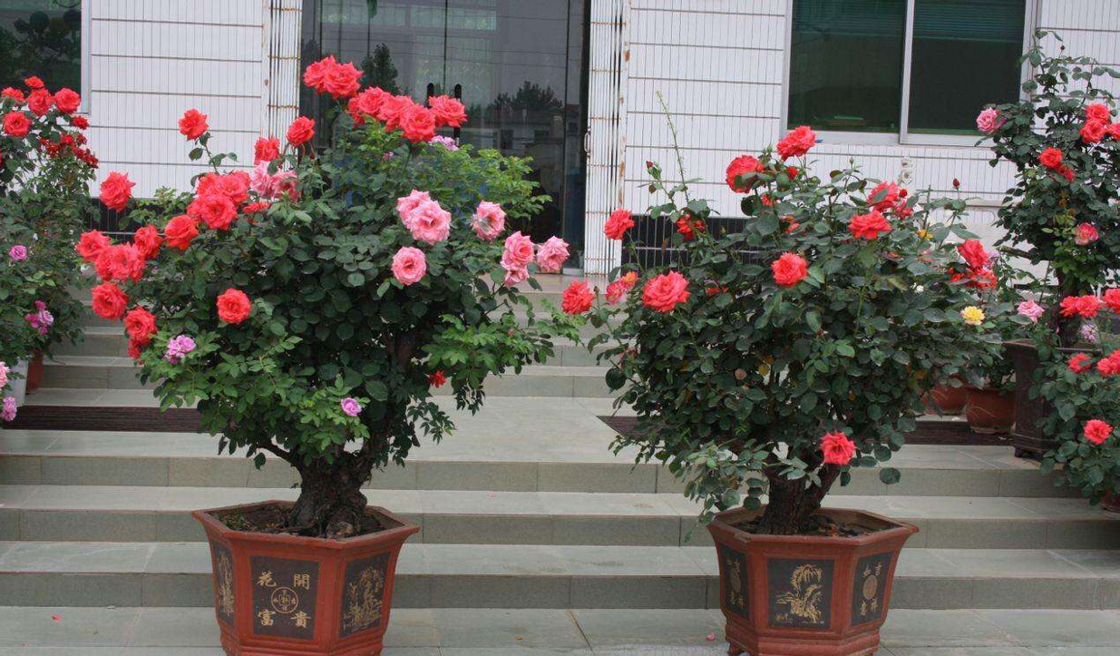 是爬藤月季好养还是矮桩月季好养,最合适种在楼顶的月季