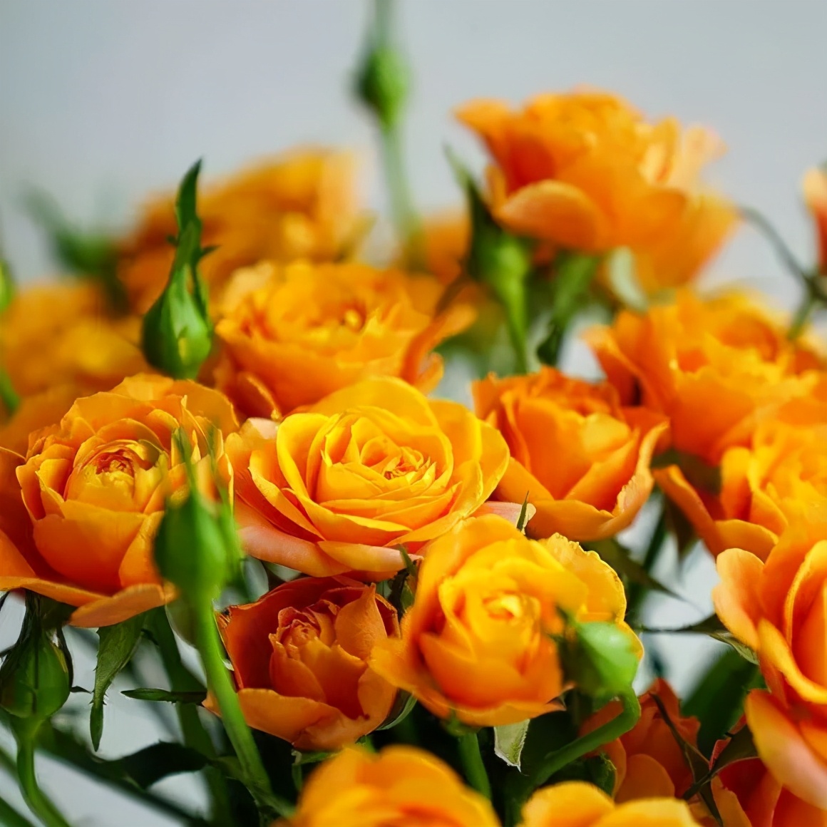 花店必备的5款玫瑰,鲜花图鉴一次性认识30种玫瑰花