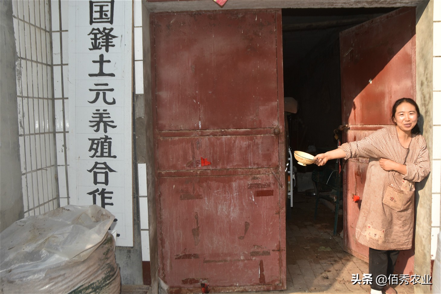 农村大姐养猪种菜,农村大姐养殖创业