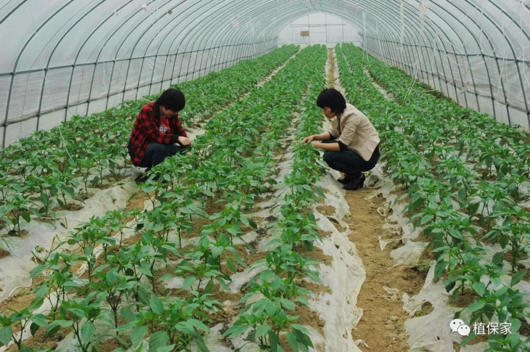 聚天门冬氨酸复合肥料,聚天门冬氨基酸有机水溶肥