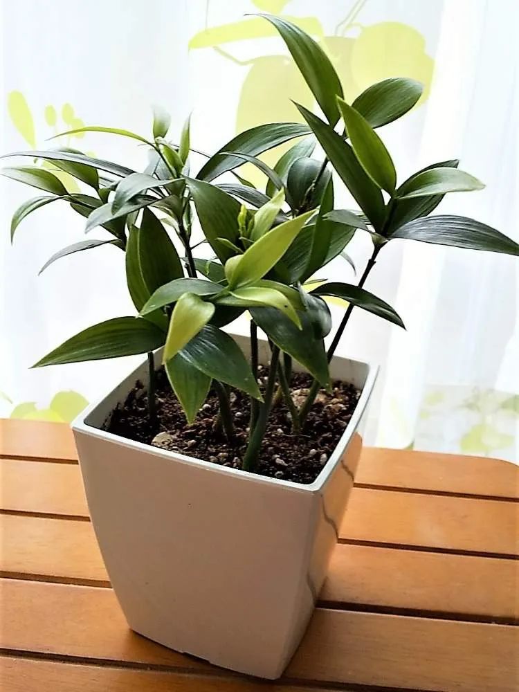 竹柏如何播种,竹柏种子培育的方法