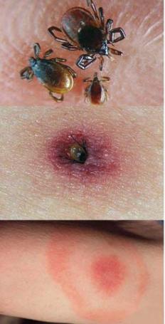 养牛常见疾病及预防方法,养牛最怕的咬牛的大飞虫是什么